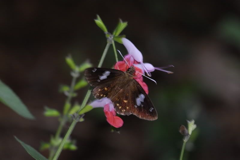 白觸星弄蝶(Celaenorrhinus leucocera)