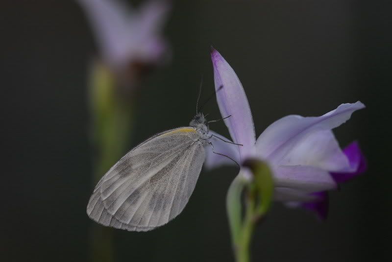 東方菜粉蝶(Pieris canidia)