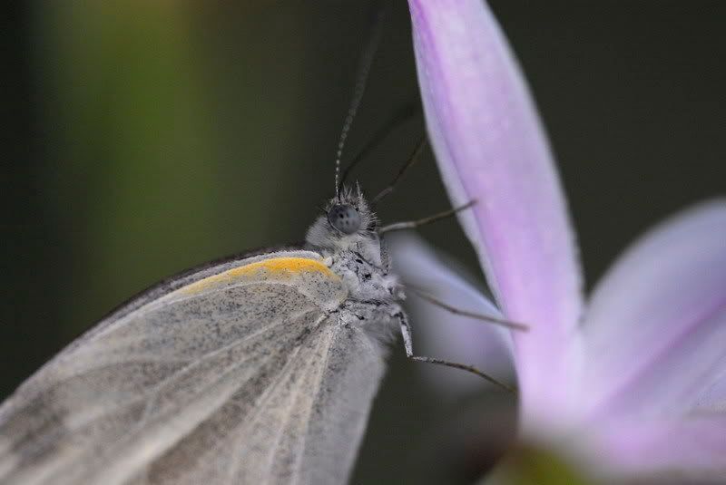 東方菜粉蝶(Pieris canidia)
