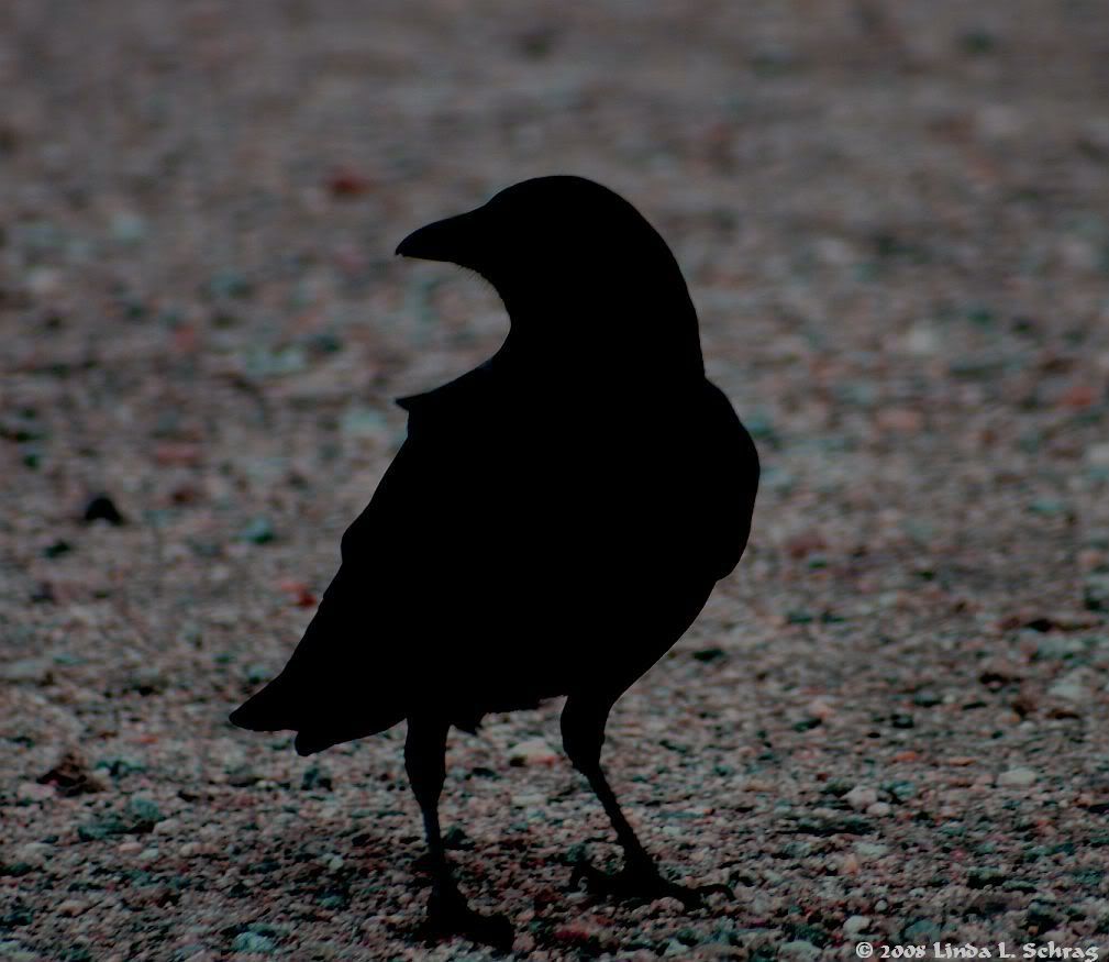 Raven Silhouette