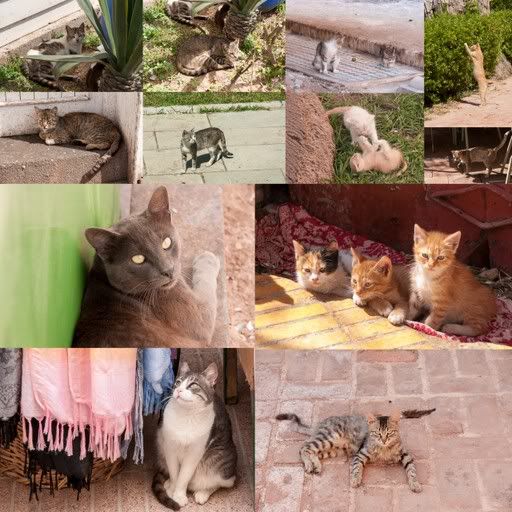 Katten in Marokko