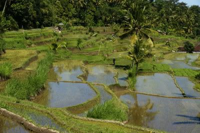 Landschap op Bali