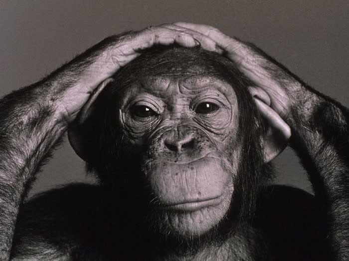 chimp Pictures, Images and Photos