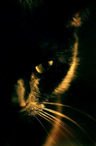 black-cat-Skrufydark463x700 Pictures, Images and Photos