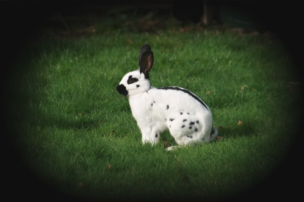 bunnies002-1.jpg