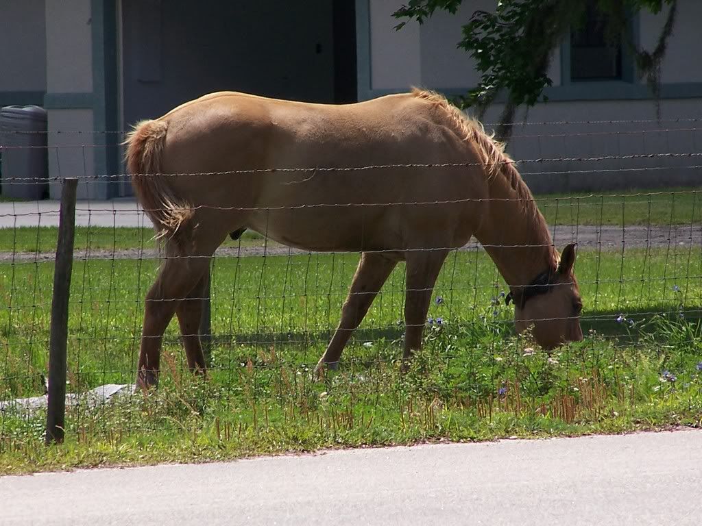 horses