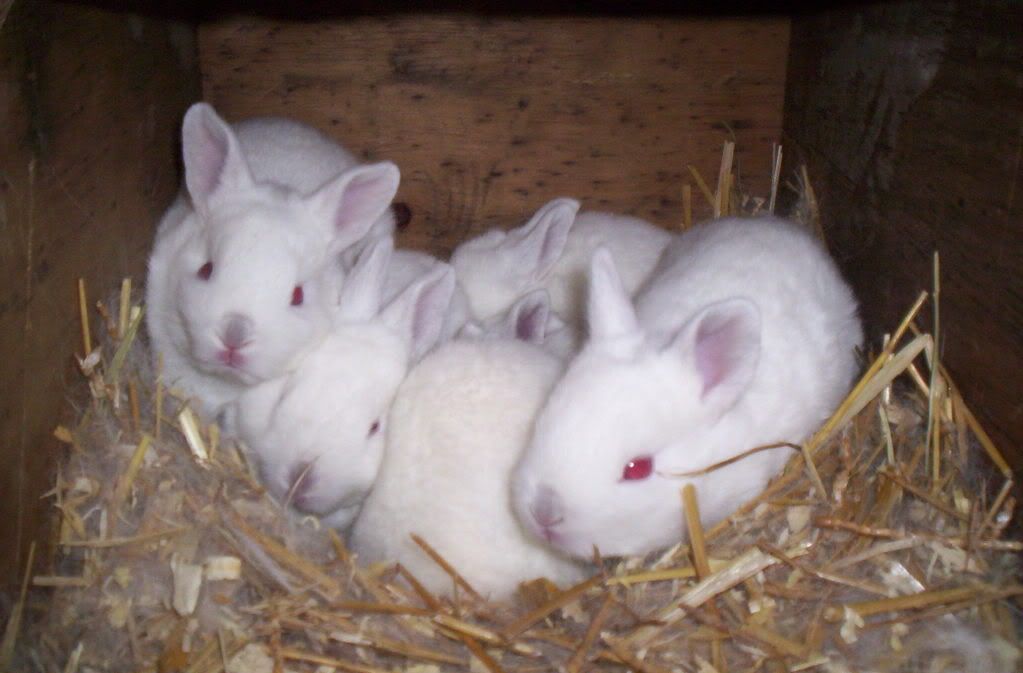 Baby Bunnie pics.........lots of pictures - Rabbits