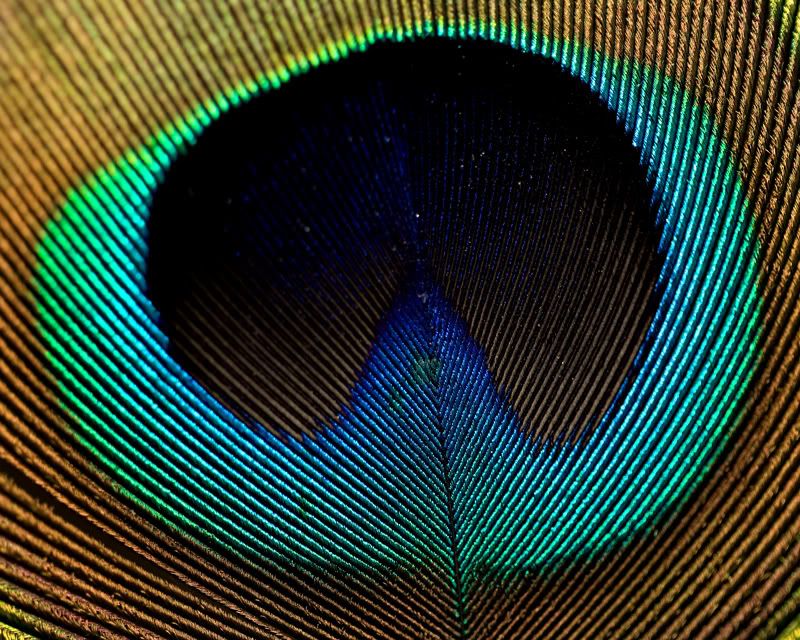 IMAGE: http://i243.photobucket.com/albums/ff44/genodm/Macro/3D3X5109-Edit.jpg