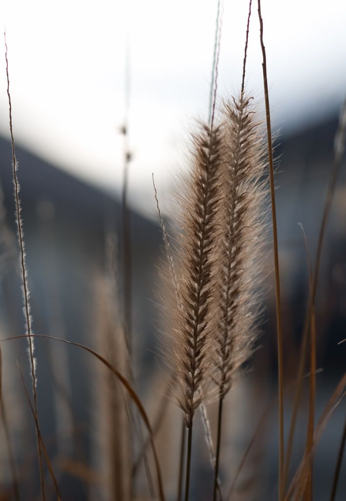 IMAGE: http://i243.photobucket.com/albums/ff44/genodm/Macro/3D3X5516-Edit.jpg