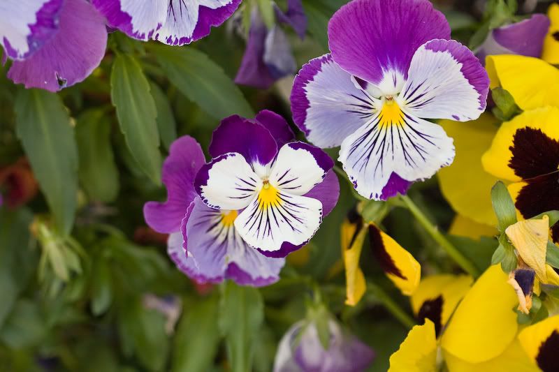 IMAGE: http://i243.photobucket.com/albums/ff44/genodm/Macro/Flowers%202009/IMG_0799.jpg