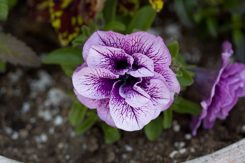 IMAGE: http://i243.photobucket.com/albums/ff44/genodm/Macro/Flowers%202009/IMG_0800.jpg