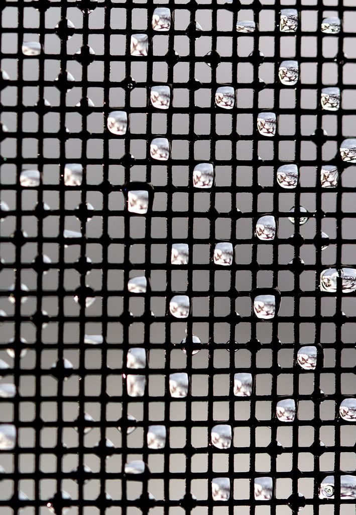 IMAGE: http://i243.photobucket.com/albums/ff44/genodm/Macro/IMG_8147-Edit.jpg