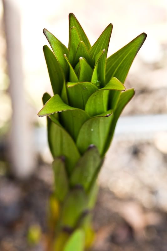 IMAGE: http://i243.photobucket.com/albums/ff44/genodm/Macro/IMG_9994.jpg