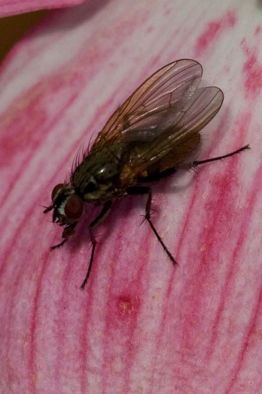 IMAGE: http://i243.photobucket.com/albums/ff44/genodm/Macro/IMG_9996.jpg