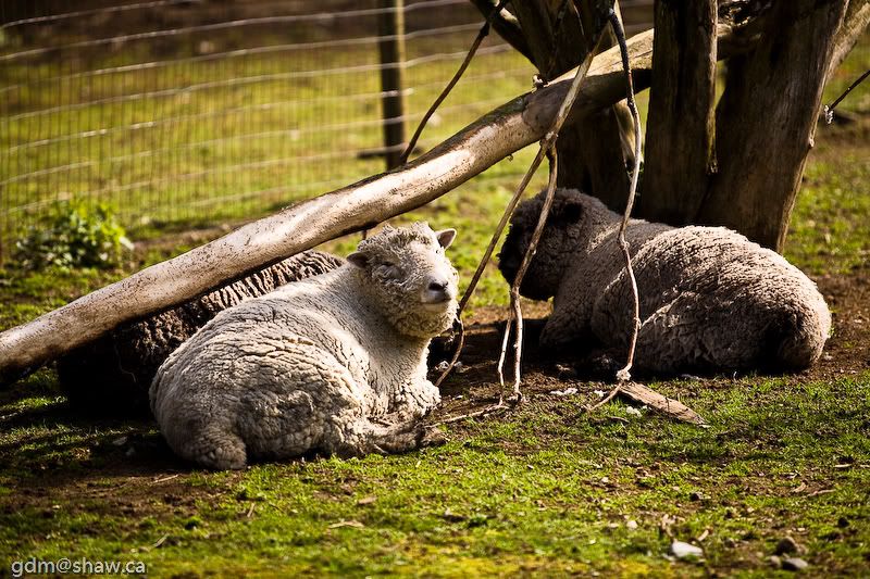 IMAGE: http://i243.photobucket.com/albums/ff44/genodm/Photowalks/IMG_9868.jpg