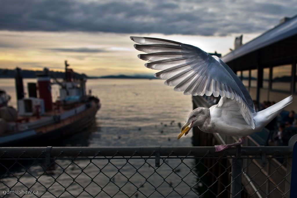 IMAGE: http://i243.photobucket.com/albums/ff44/genodm/Photowalks/Seattle/IMG_7399.jpg