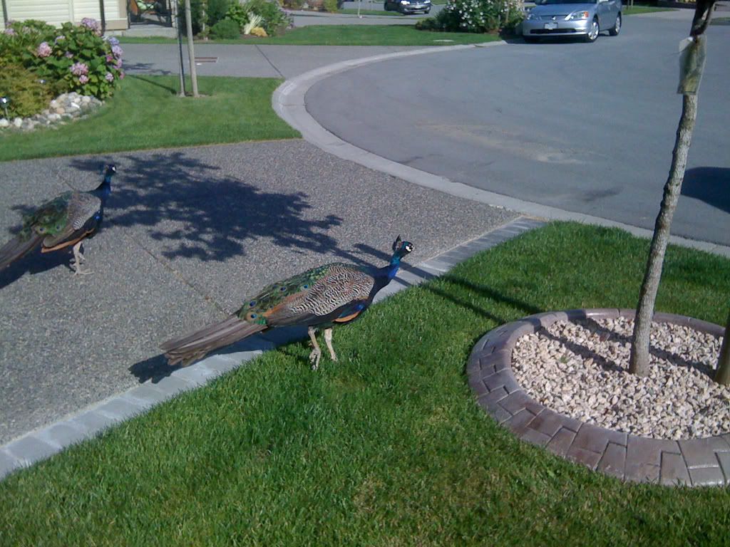 IMAGE: http://i243.photobucket.com/albums/ff44/genodm/Wildlife/IMG_0033.jpg