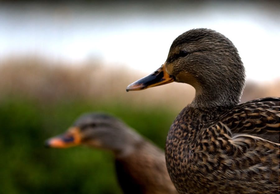 IMAGE: http://i243.photobucket.com/albums/ff44/genodm/Wildlife/IMG_7737-Edit.jpg