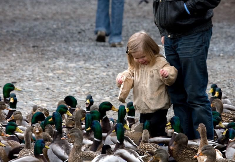 IMAGE: http://i243.photobucket.com/albums/ff44/genodm/Wildlife/IMG_7769-Edit.jpg