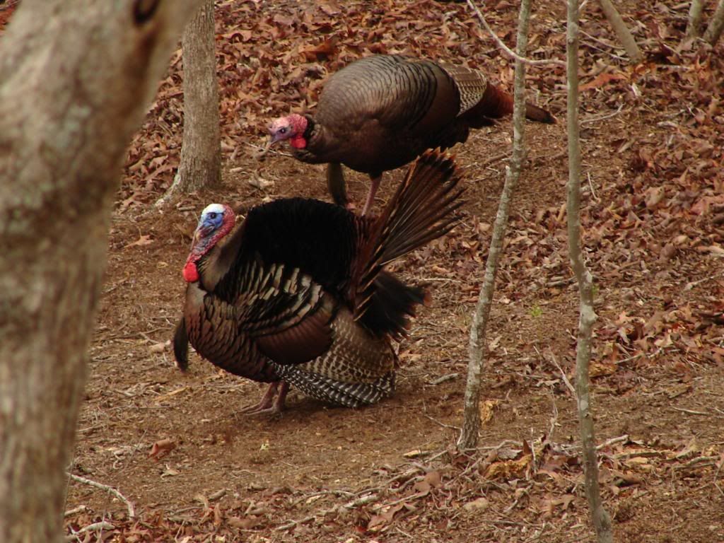 Wild turkeys Pictures, Images and Photos