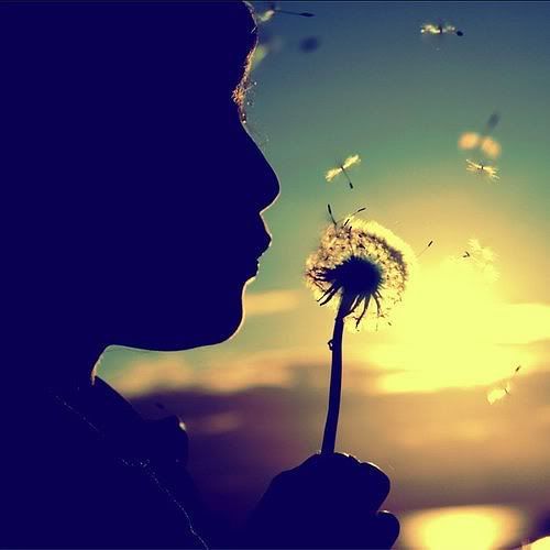 dandelion,wish,sunshine