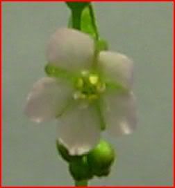 sessilifoliaflowerb.jpg