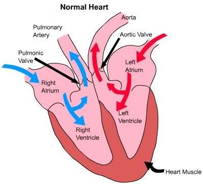 Heart Information