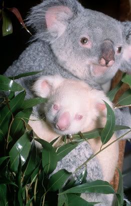 albino koala