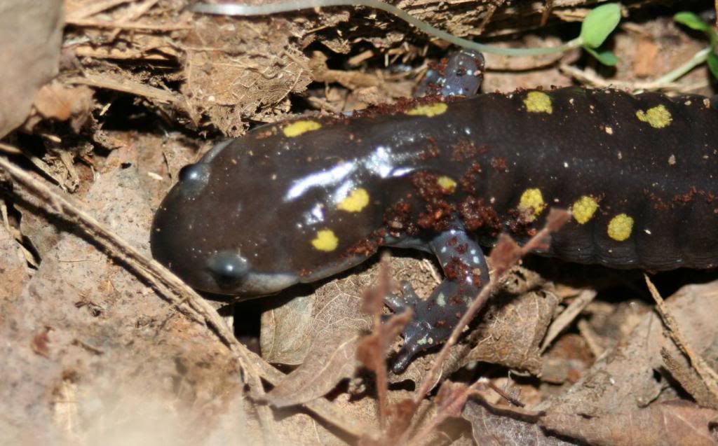 salamanderhome.jpg