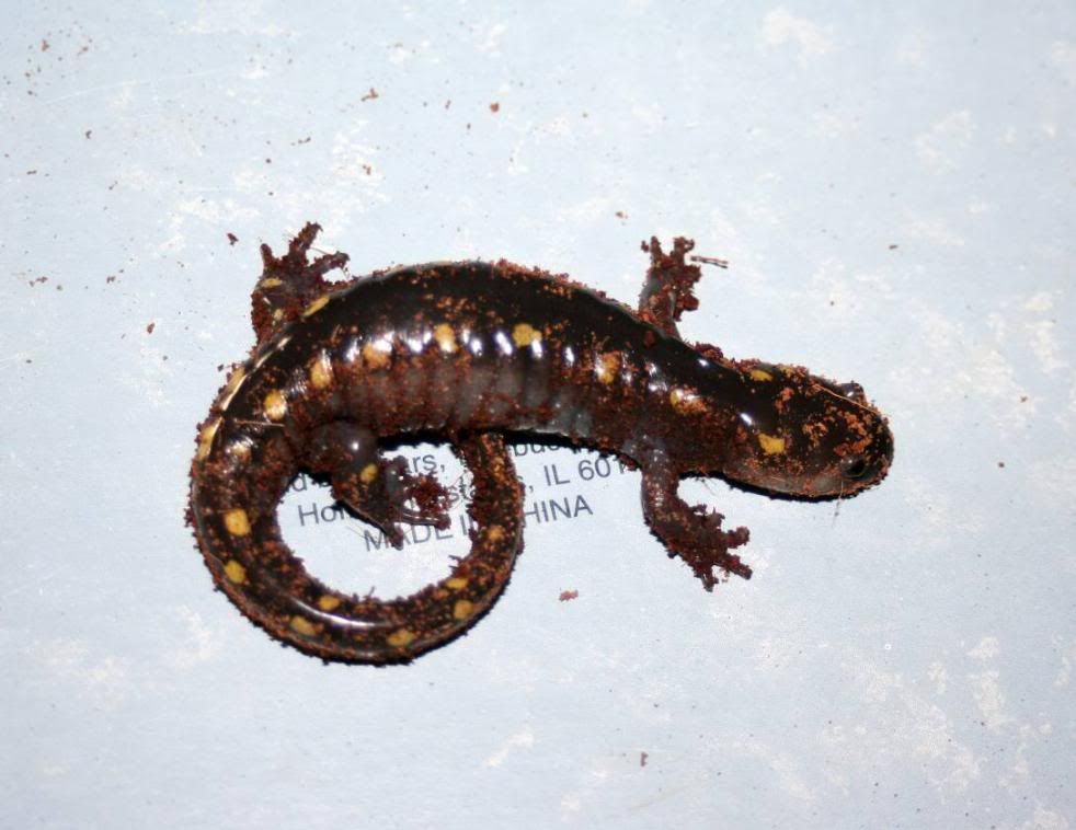 spottedsalamander.jpg