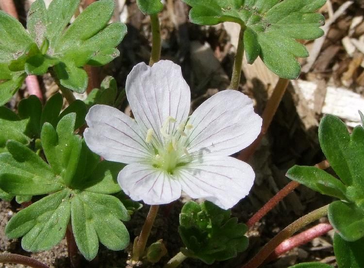 Geranium Nanum