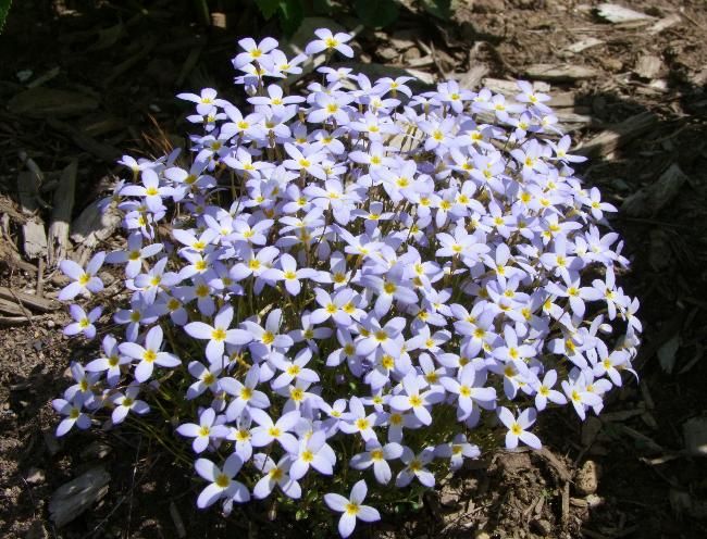 Bluets