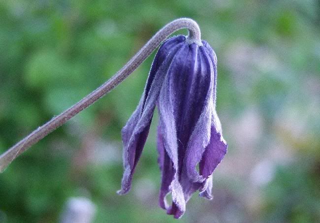 Clematis-Michelle/Fascination