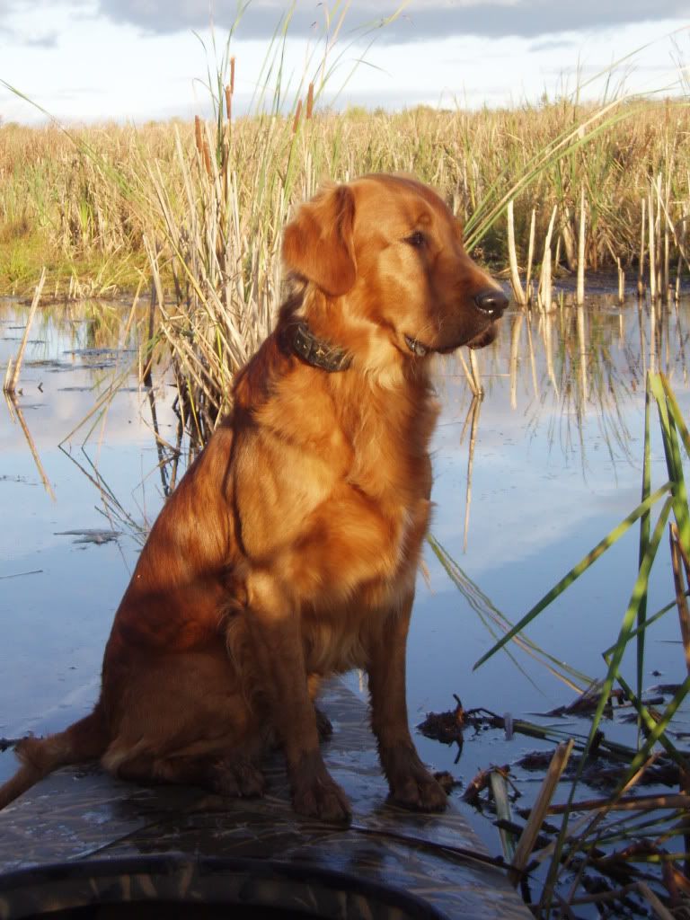 field bred golden retrievers show us the different types in your breed field bred golden retrievers show us the different types in your breed