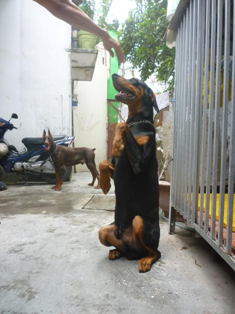 [HCM]_Q4 cần bán 1 em Doberman đực giống