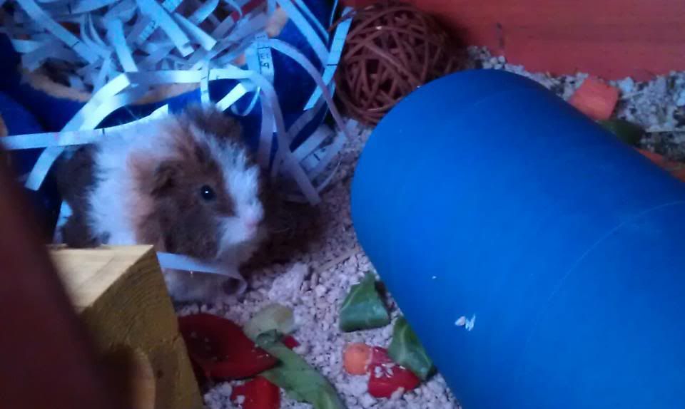 Frankie1.jpg