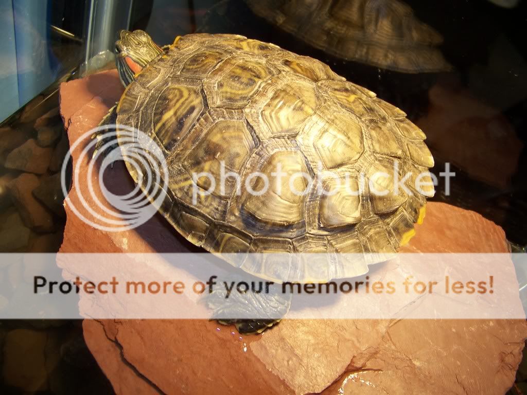 Redearslider.com :: View topic - Looks like scute shedding, but just to ...