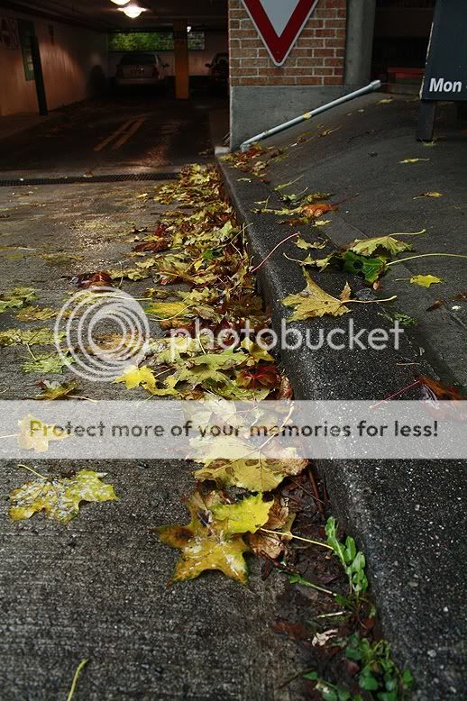 parking_leaves.jpg