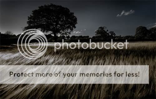Wheat Field Pictures, Images and Photos
