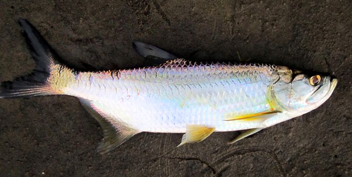 Summer of Small Tarpon | Dedicated To The Smallest Of Skiffs