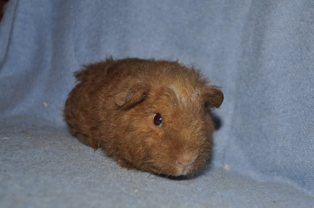 fuzzy.jpg