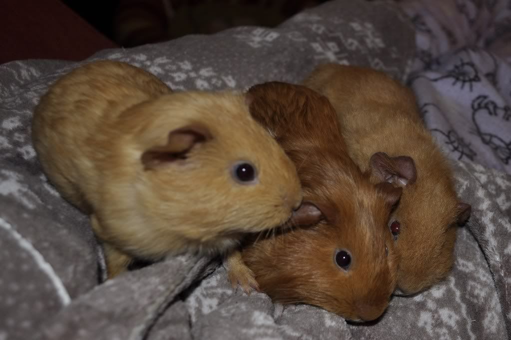 trio2.jpg