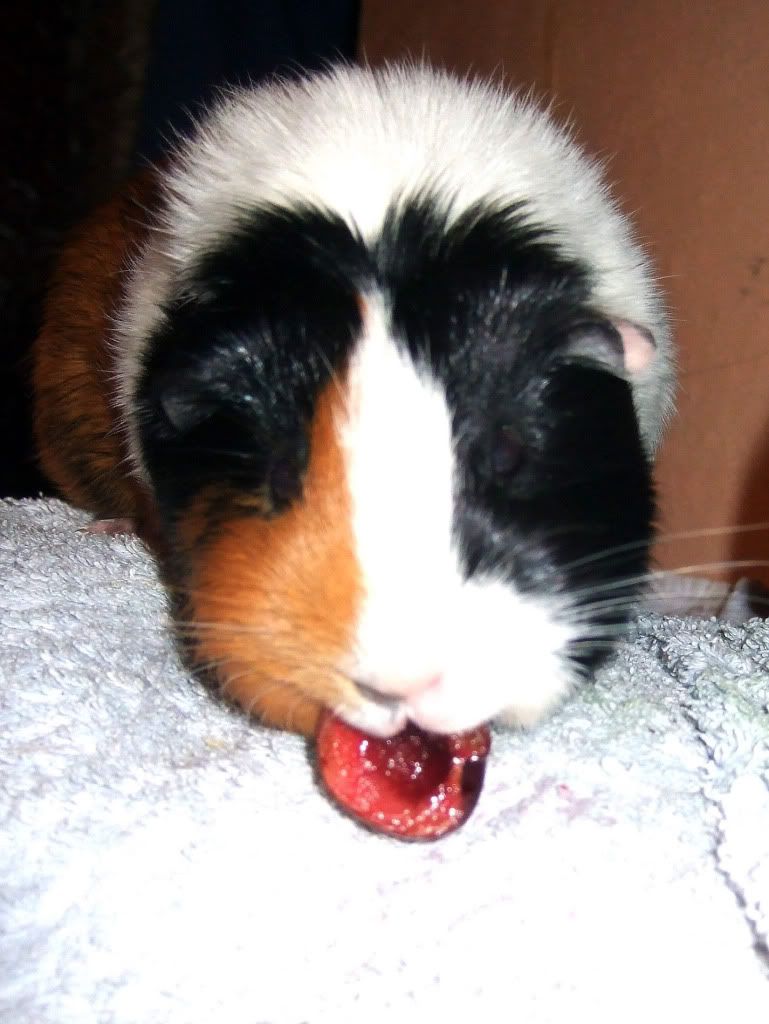 cherry2.jpg