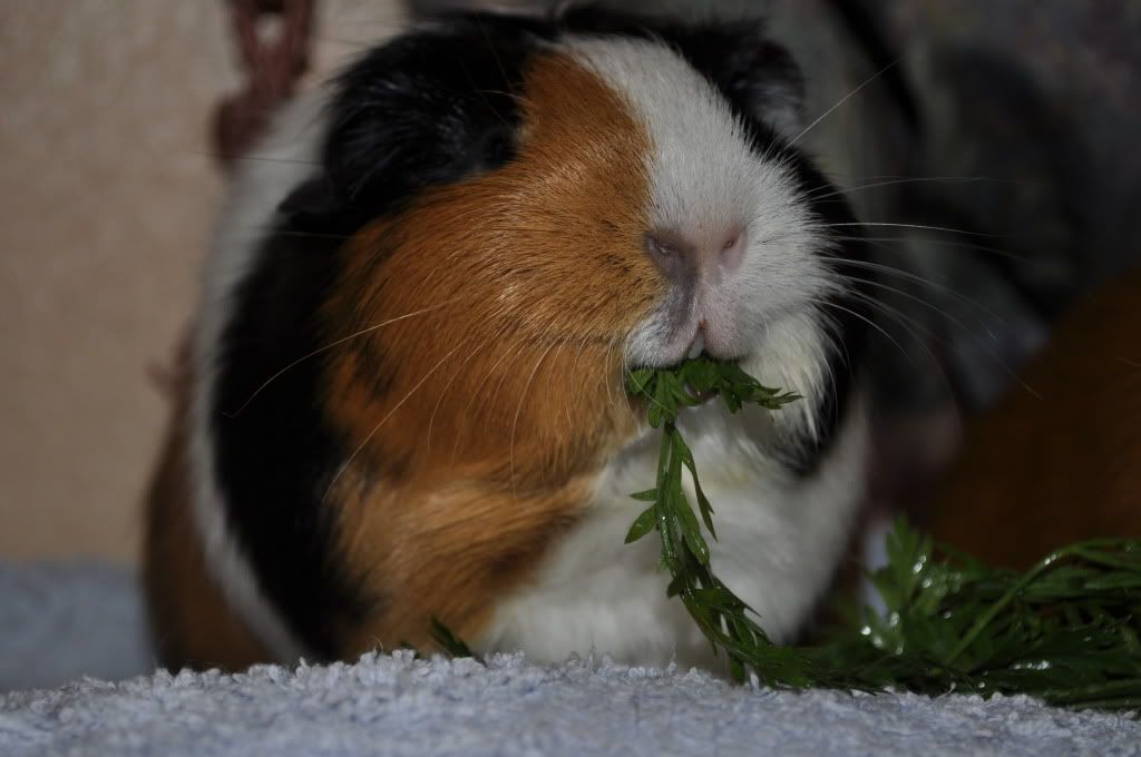munch.jpg