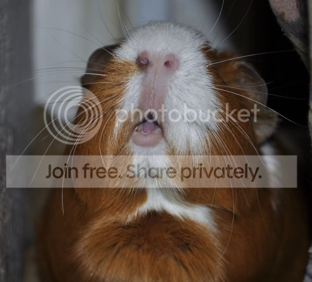 sing4.jpg
