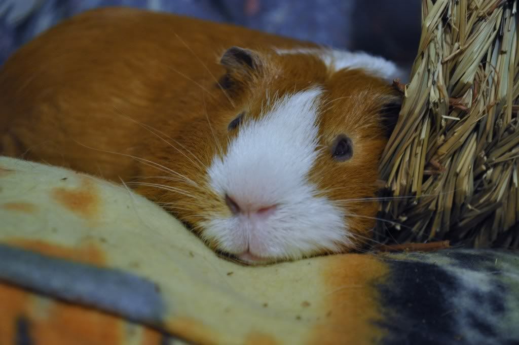 sleepydoodle.jpg