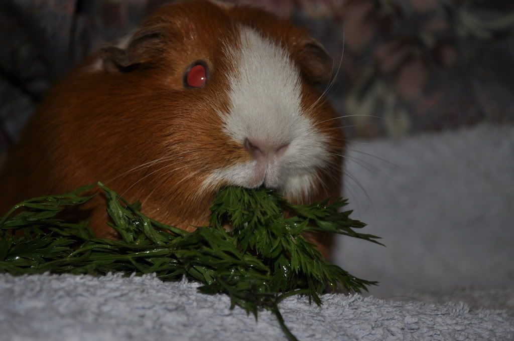 stuffing.jpg