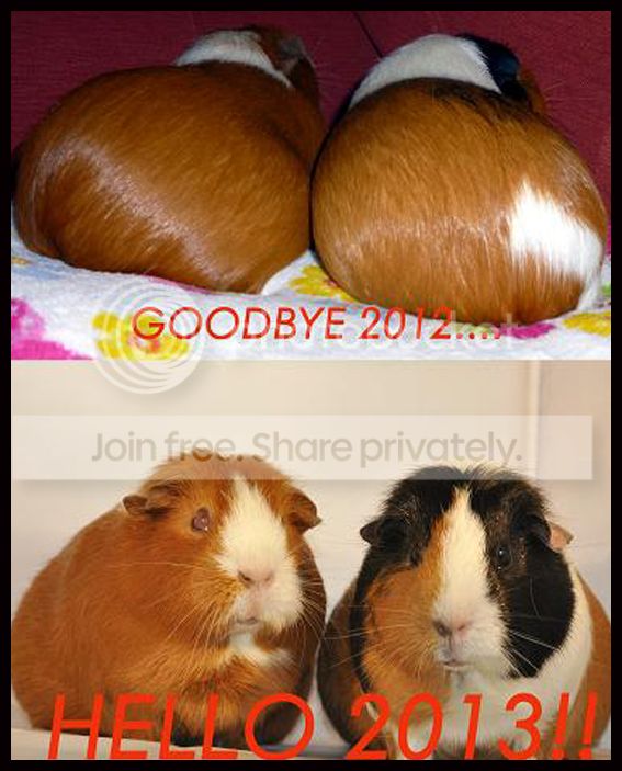 NYPiggies_zps32005ac7.jpg