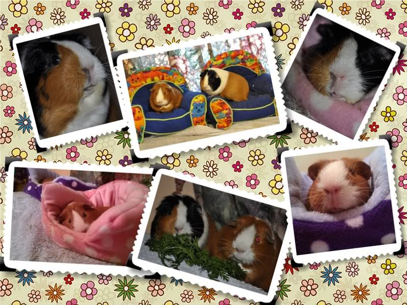Piggies11.jpg