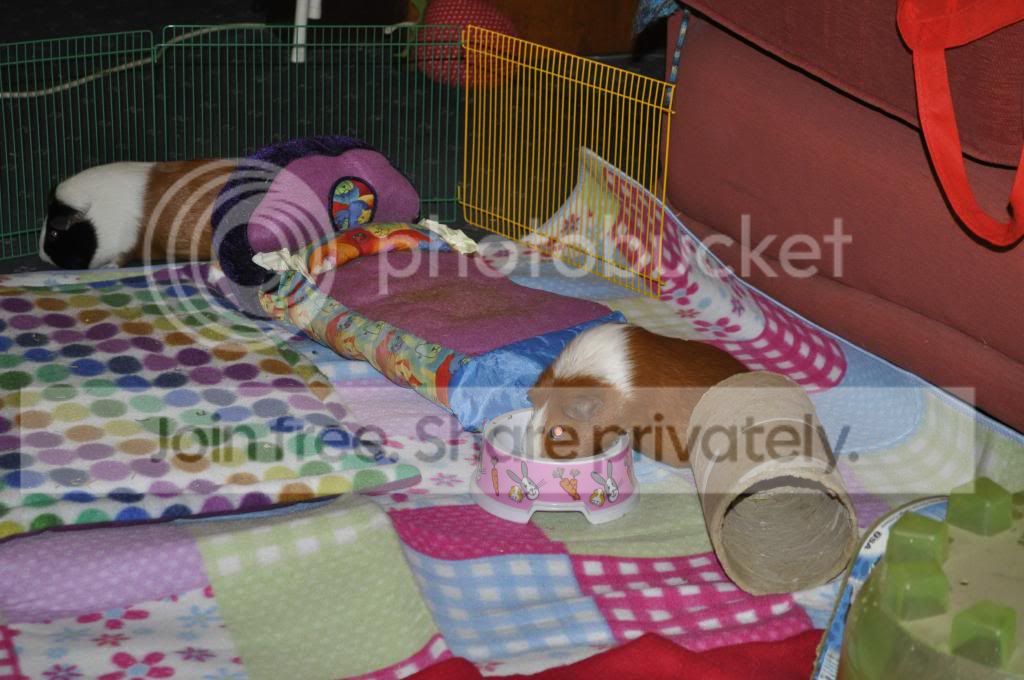 _DSC0019_zps686a527f.jpg